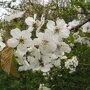 Kersenboom 'Hedelfinger' bloesem